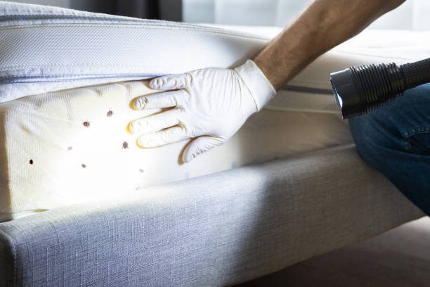 Best Flea Control Services  in Kings Park West, VA