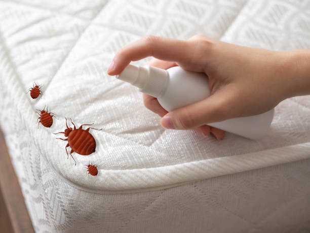 Best Emergency Pest Control  in Kings Park West, VA