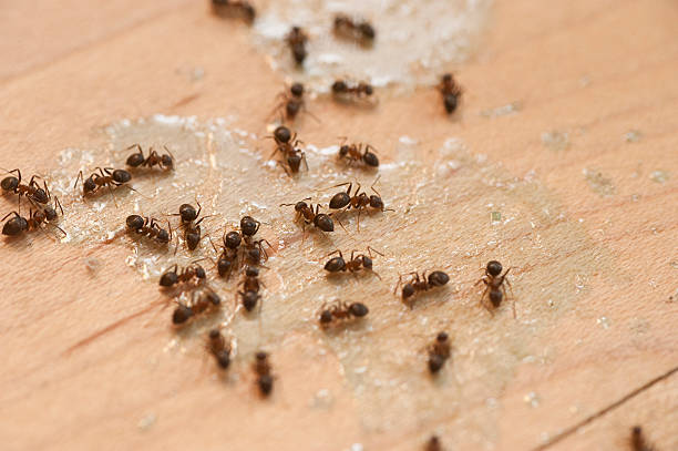 Best Exterminator Services  in Kings Park West, VA
