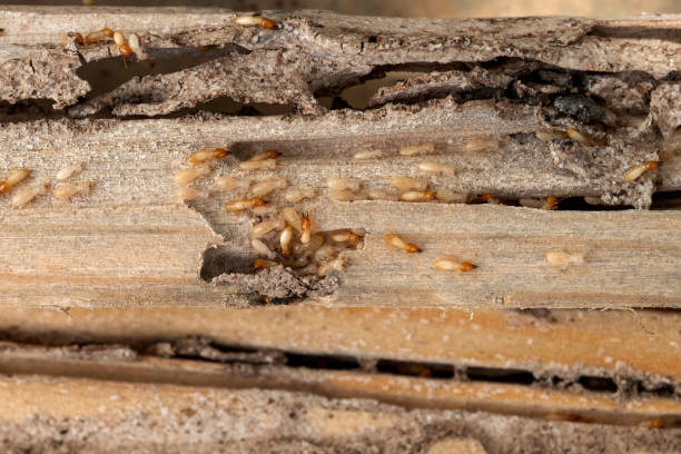 Best Spider Control Near Me  in Kings Park West, VA